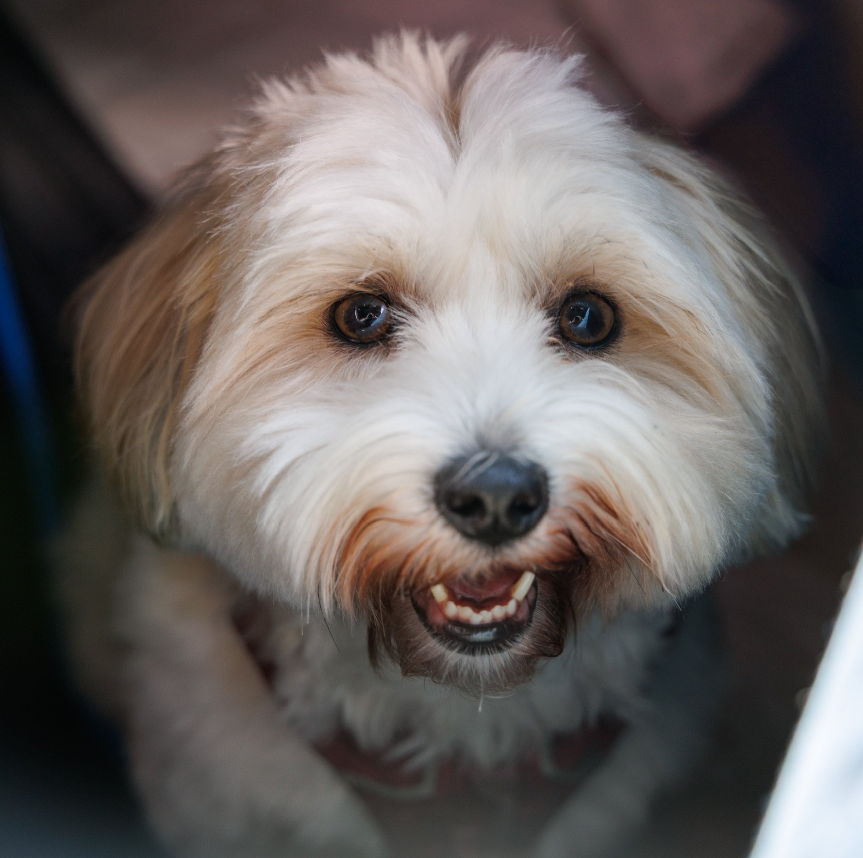 Close-up portrait of a fluffy white and tan dog looking up at the camera with a smile