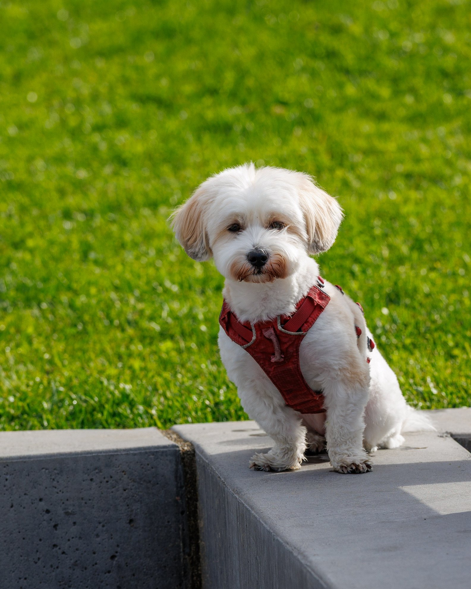 Small white dog in a red harness sitting on a concrete ledge in front of green grass